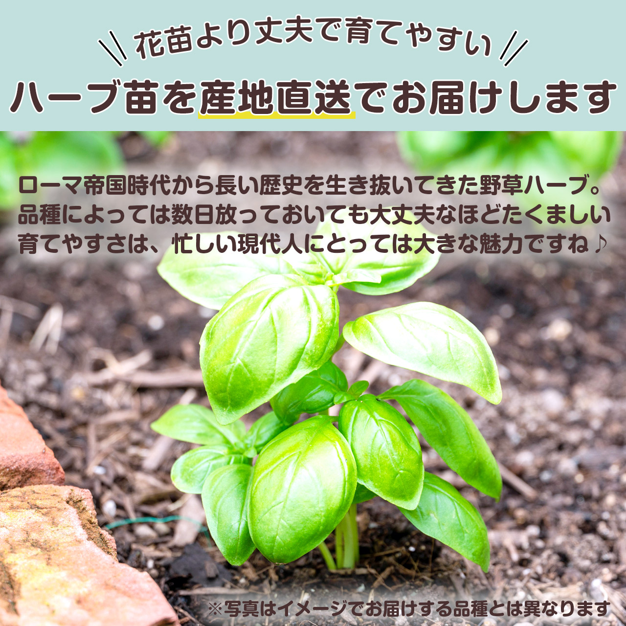 楽天市場 本日p5倍 秋植えにぴったり選べる 家庭菜園 苗 セット ハーブ苗 3個 お試し 花苗 季節の苗 苗木 苗物 セット かわいいラベル付 店舗花壇 柵 ブロック 常緑 低木 薔薇 花 鉢 プランター スタンド 買い回り 買いまわり ポイント消化 送料無料 ガーデニング