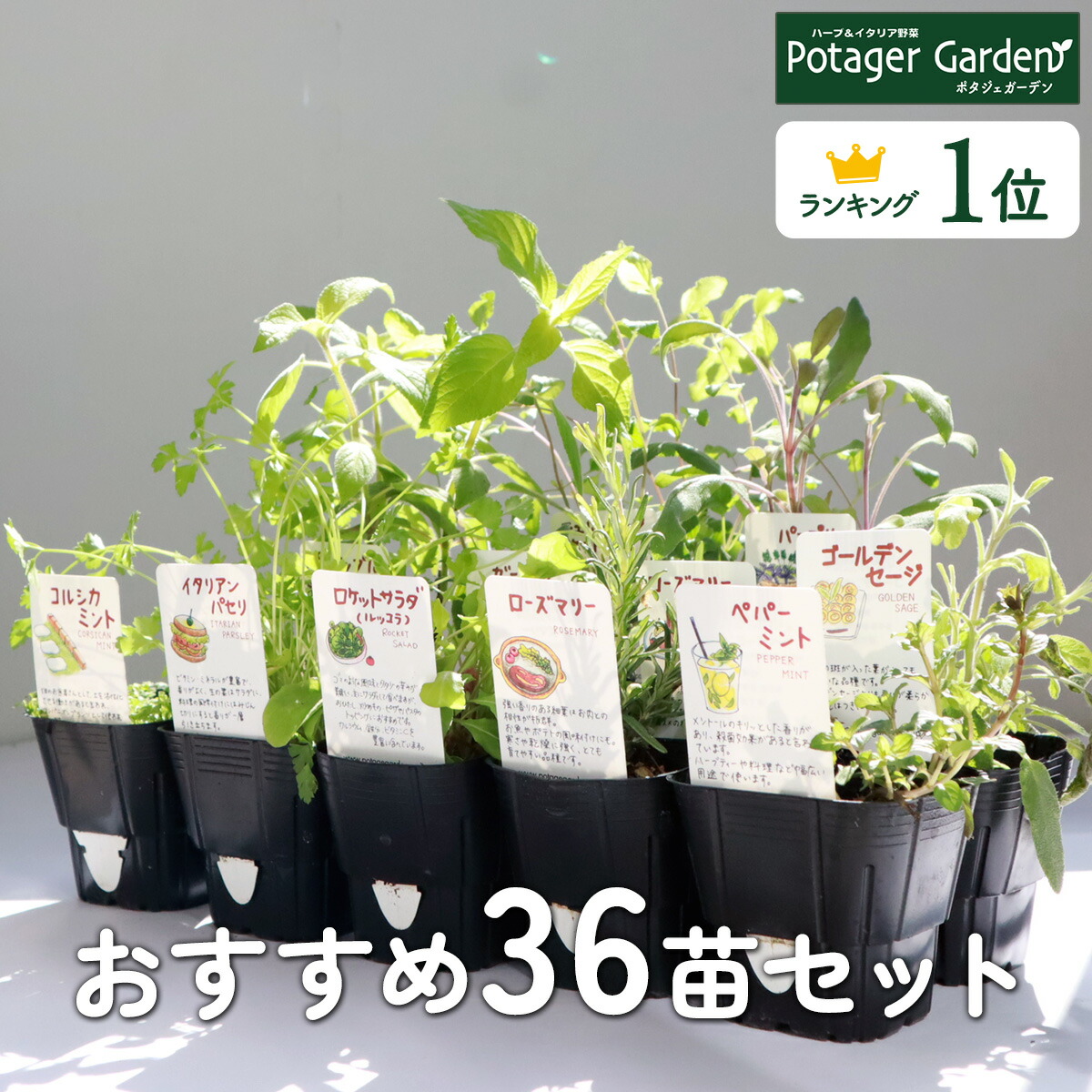 【本日P2倍】 選べる ハーブ 苗 セット 36個（花苗 季節の苗 苗木 苗物 送料無料 寄せ植え 栽培 ハーブティ ハーブガーデン ガーデニング 観葉植物 カモミール ローズマリー ミント タイム バジル 花苗 苗木 家庭菜園 買いまわり 買い回り 専門店 herb お試し