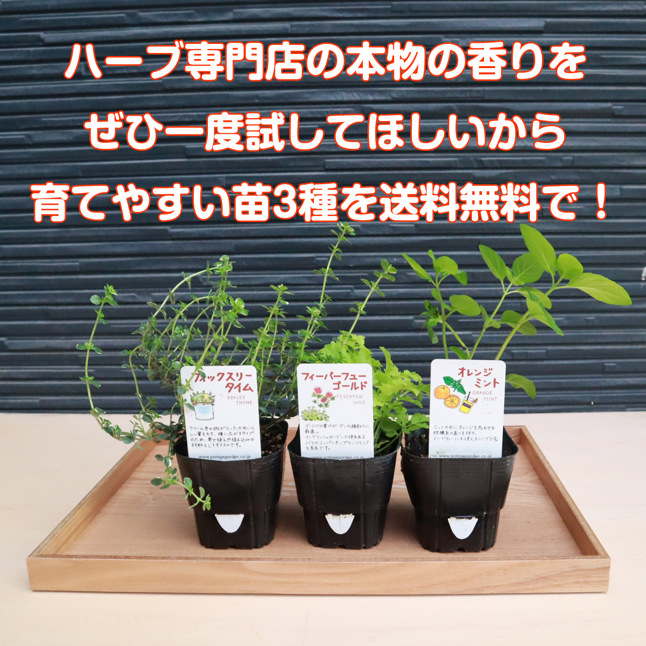 ガーデニング 苗 書き割り 草苗 3個 お試すこと 選べる 黄金時代苗 セゾンの苗 苗木 苗物質 セット 香ばしいラック紙付 停車場お花畠 障囲 截ち切る 常緑 灌木 ローズ 花 丼鉢 プランター 電燈 ファミリー野菜園 買込旋回 買いまわり 正鵠消化 送料無料 Herb