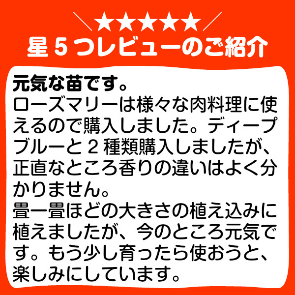 楽天市場 本日p2倍 ハーブ 苗 ローズマリー アーブ 精油 鉢 鉢植え 花苗 苗木 栽培キット 室内 庭 ベランダ 食用 育て方 使い方 ガーデン 卸 ドライフラワー アロマオイル 効能 ラベンダー ミント タイム 寄せ植え 挿し木 花 ギフト 誕生日 プレゼント アーブ