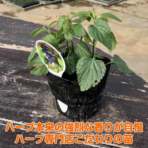 楽天市場 ハーブ 苗 メドー セージ 花苗 苗木 多年生 多年草 栽培 寄せ植え 育て方 使い方 選び方 野菜 販売 収穫 時期 ハーブティ セージティ 作り方 乾燥 ドライ アロマ 香水 強壮 消化促進 健胃 整腸 サルビア セージグリーン 色 お香 花