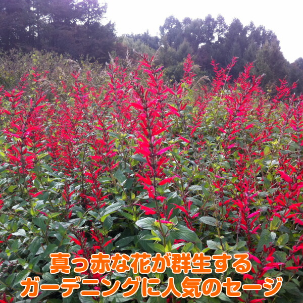 新鮮なパイナップル セージ 使い方 すべての美しい花の画像