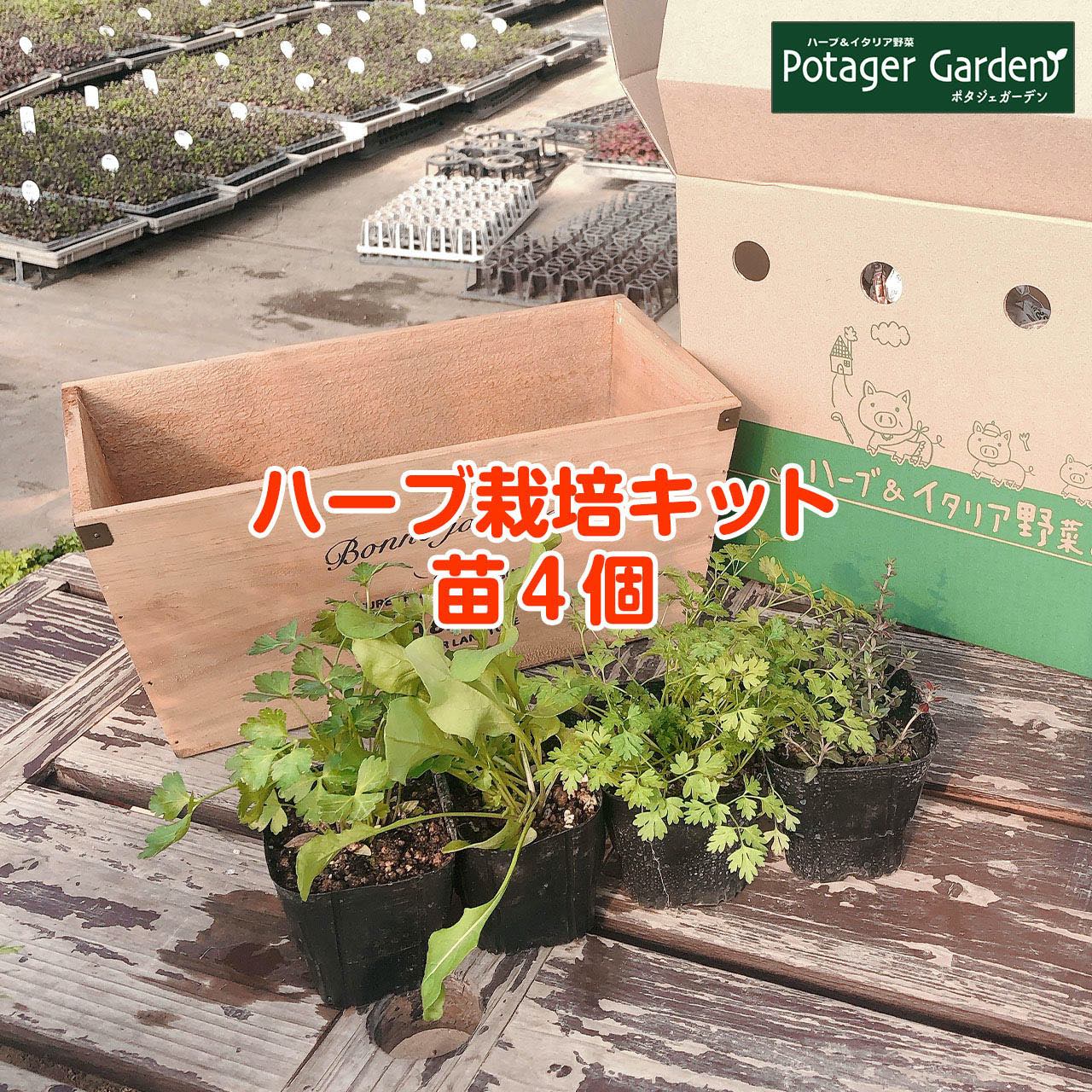 楽天市場 ハーブ 栽培キット 苗 セット 木製プランター かわいい 寄せ植え ハーブティー ハーブガーデン 観葉植物 送料無料 バジル ローズマリー ミント 花苗 苗木 家庭菜園 キット 巣ごもり 鉢植え 土 Herb ナチュラルウッドプランター長角l 苗4個 ハーブ苗の