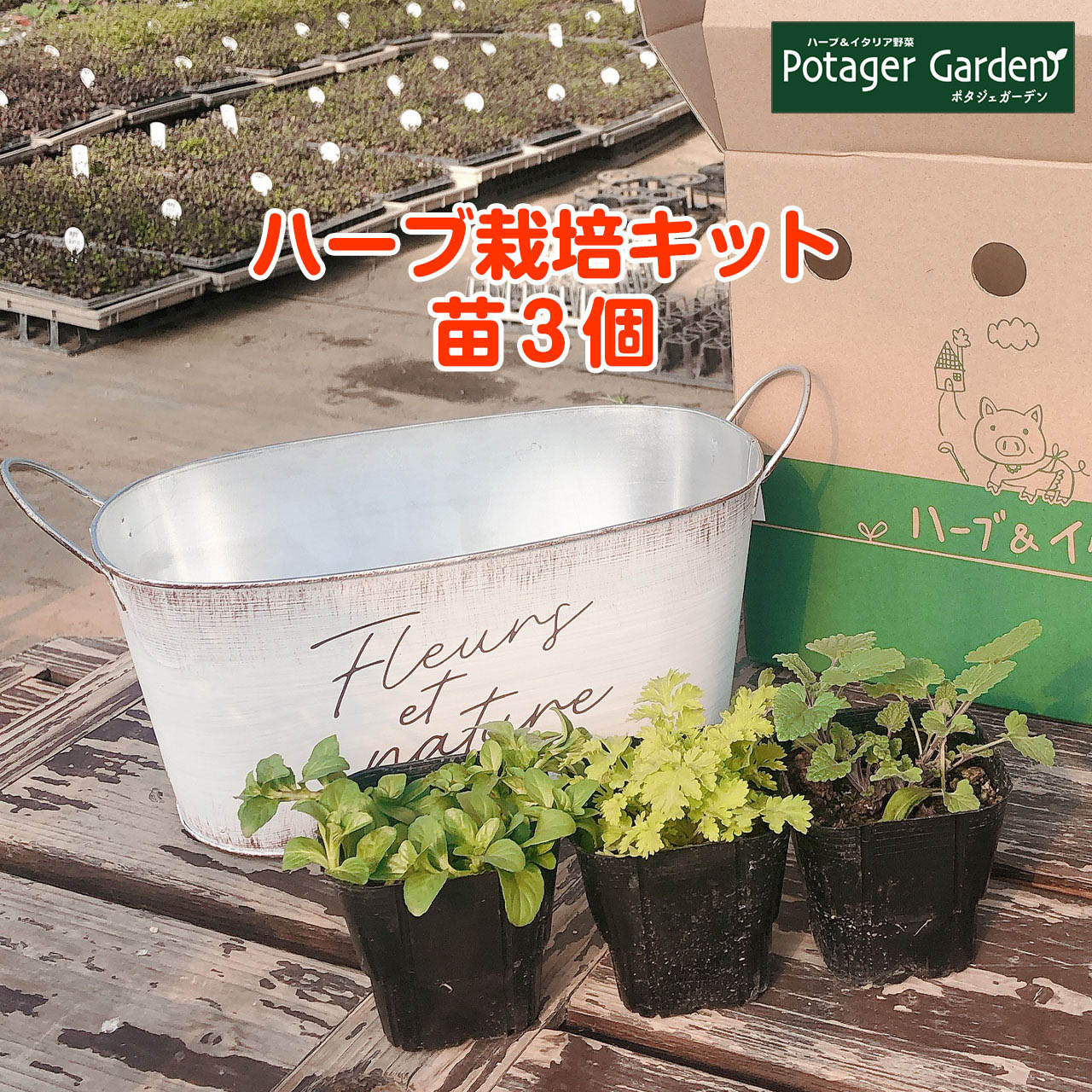 楽天市場 Ss割引商品 ハーブ 栽培キット 苗 セット プラ製プランター かわいい 寄せ植え ハーブティー ハーブガーデン 観葉植物 送料無料 バジル ローズマリー ミント 花苗 苗木 家庭菜園 キット 鉢植え 土 Herb アンティークワンポイント吊り下げサークル 白 苗4個