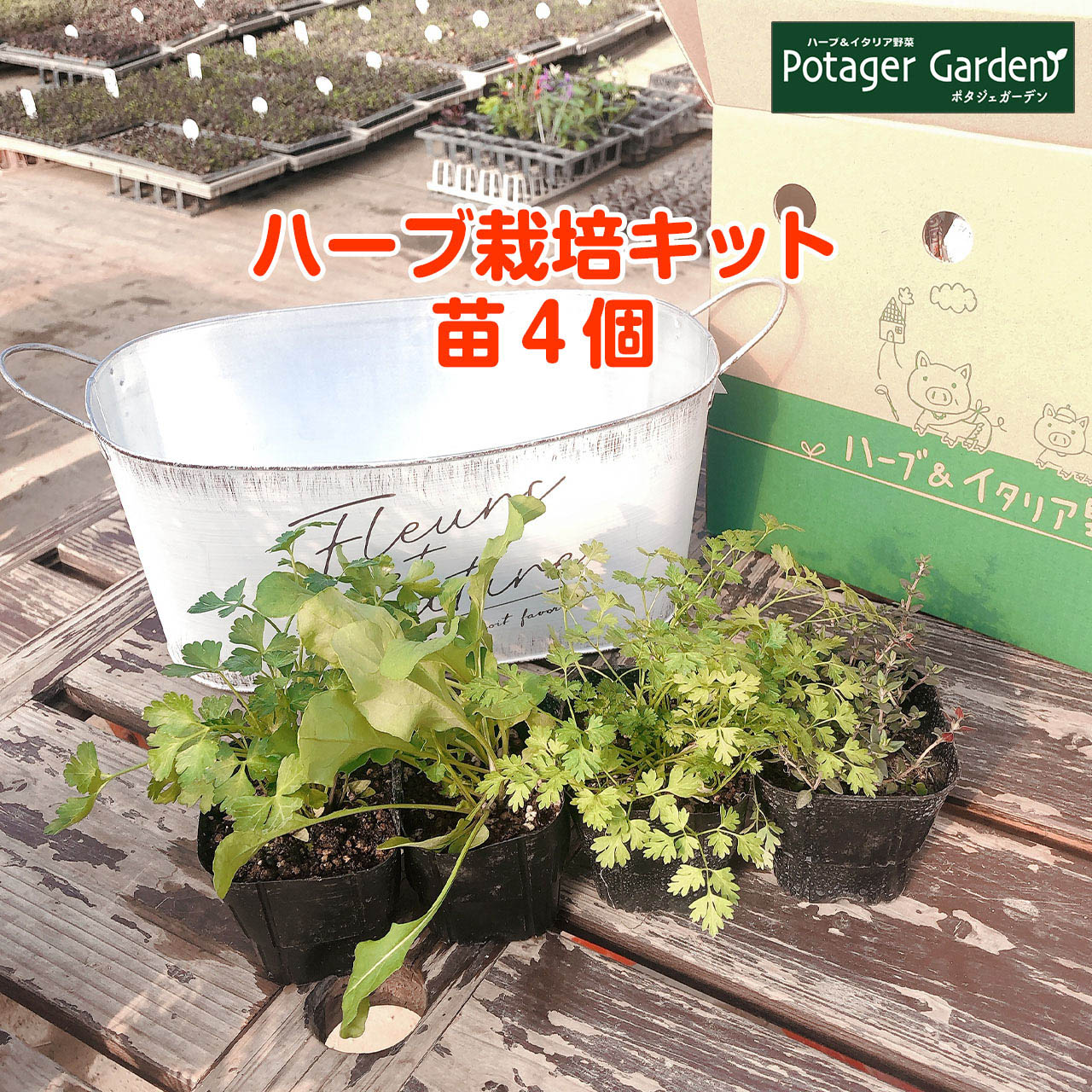楽天市場 Ss割引商品 ハーブ 栽培キット 苗 セット ブリキプランター かわいい 寄せ植え ハーブティー ハーブガーデン 観葉植物 送料無料 バジル ローズマリー ミント 花苗 苗木 家庭菜園 キット 巣ごもり 鉢植え 土 Herb モダンラスティブリキ オーバルl 白 苗4個