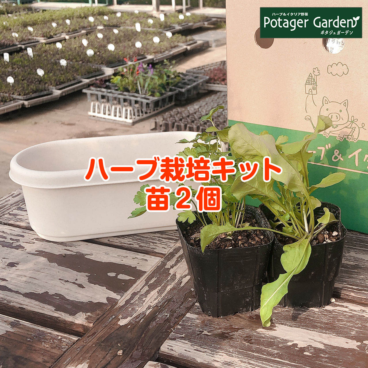 ハーブ 栽培キット ローズマリー ハーブガーデン 寄せ植え プラ製プランター 送料無料 観葉植物 ハーブティー かわいい セット 苗 バジル
