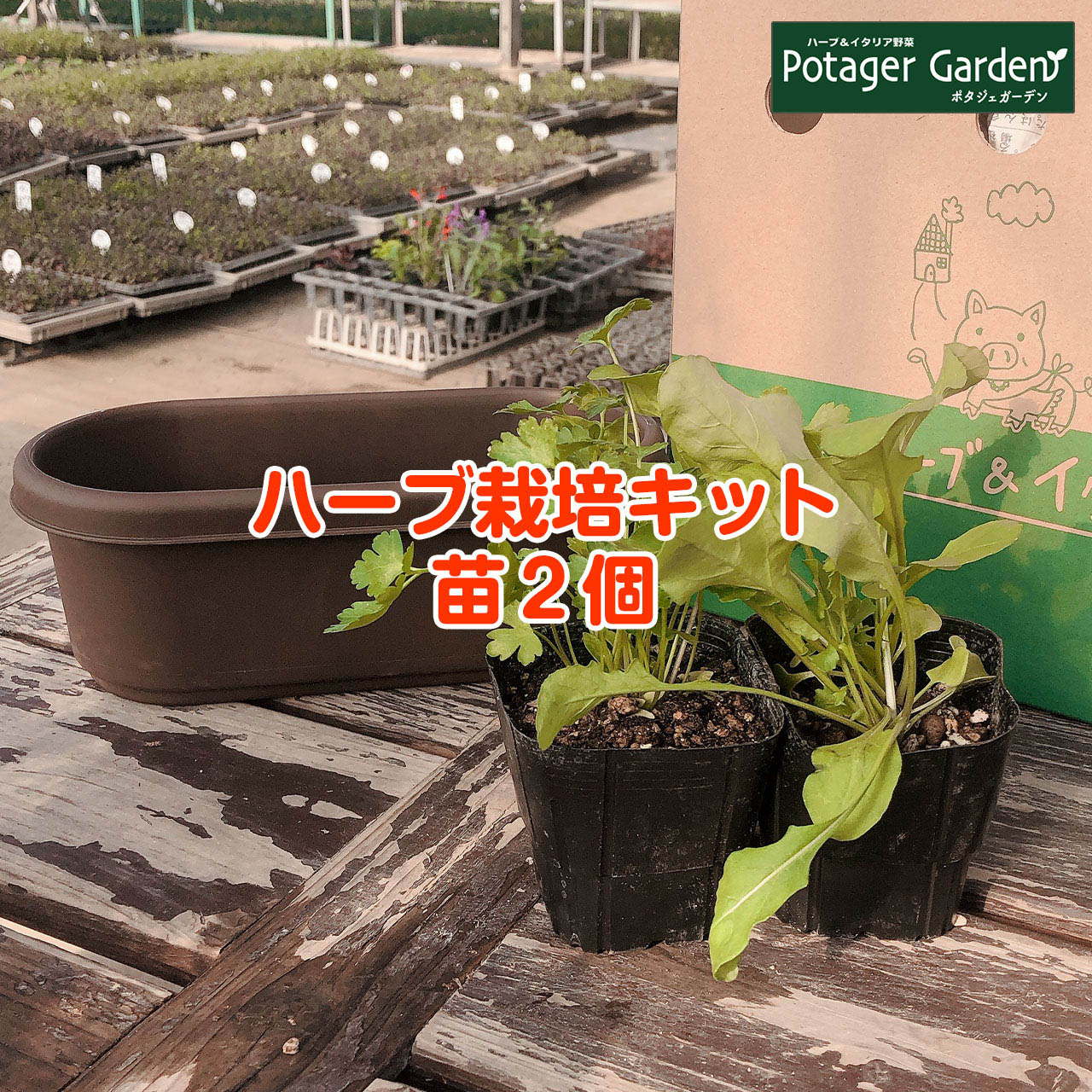 市場 ハーブ バジル かわいい 寄せ植え 苗 観葉植物 ハーブティー ハーブガーデン 送料無料 プラ製プランター 栽培キット セット