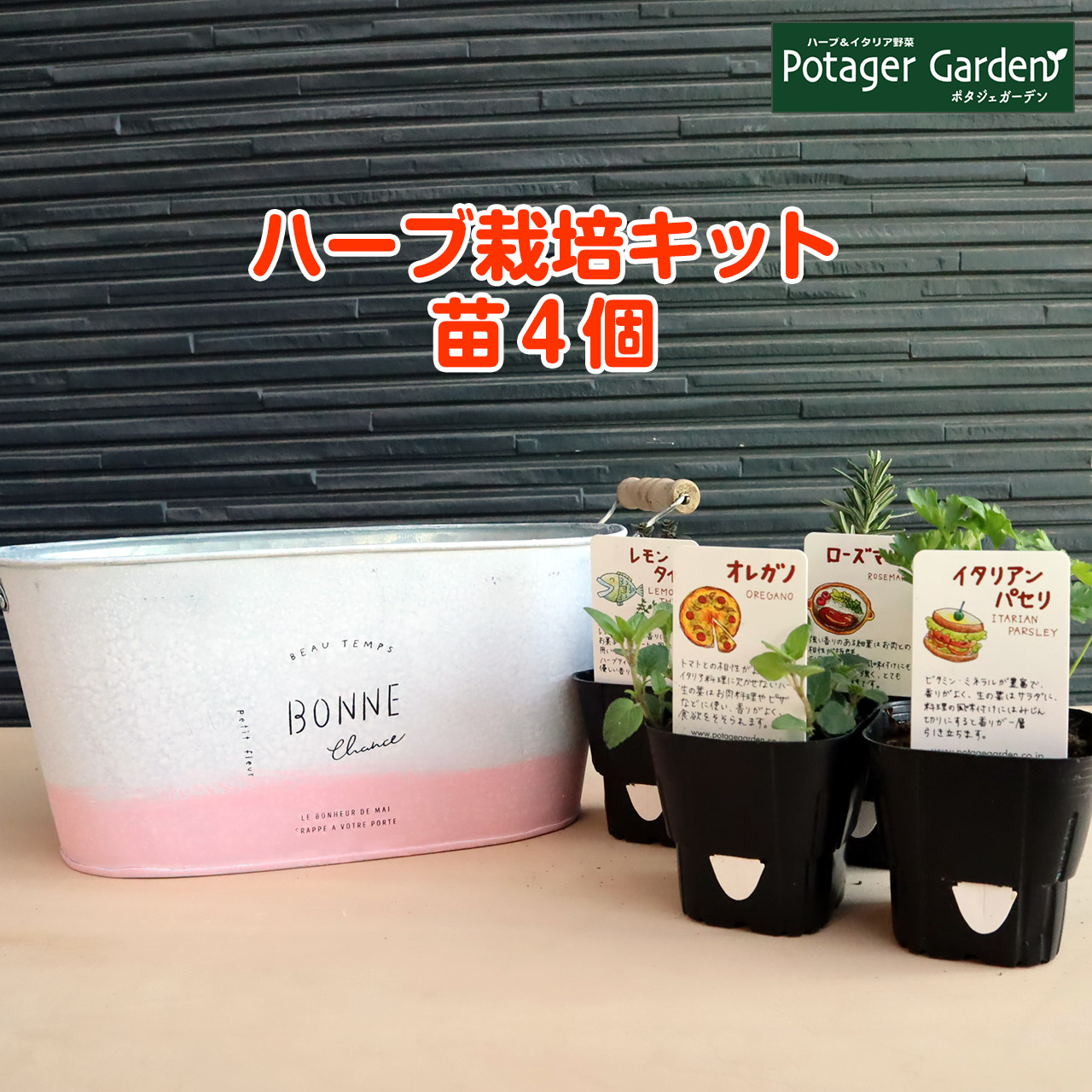 ナガクラ 栽培キット パセリ バジル リトルハーブ3個セット