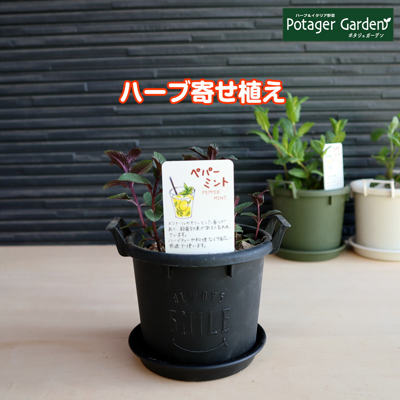 楽天市場 ハーブ スペアミント 苗 植え替え不要 苗 セット プラ製プランター かわいい 寄せ植え ハーブティー ハーブガーデン 観葉植物 送料無料 バジル ローズマリー ミント 花苗 苗木 家庭菜園 女子力 鉢植え 土 Herb ハーブ苗のポタジェガーデン