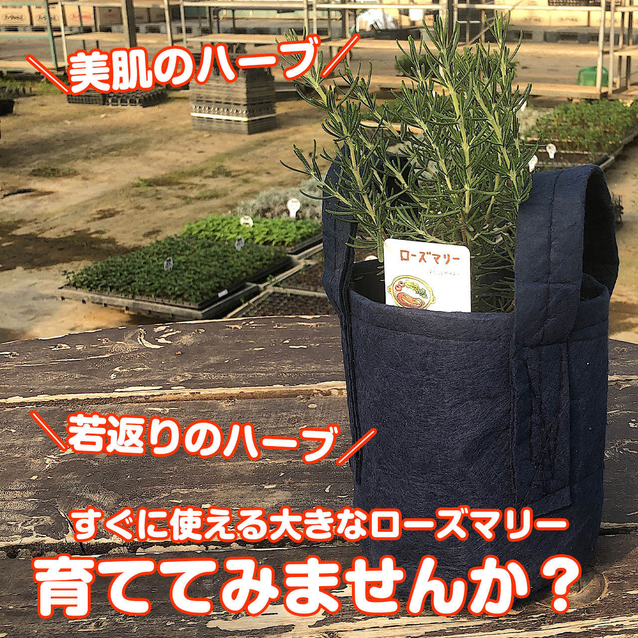 楽天市場 本日p5倍 ローズマリー 鉢植え 苗 精油 フェルトプランター入り 立性 送料無料 ハーブ 苗 効能 アンチエイジング アロマオイル ミント タイム レシピ 育て方 使い方 立性 這性 季節 ガーデン 寄せ植え 花 ギフト 玄関 誕生日 プレゼント ローズ ルーツ