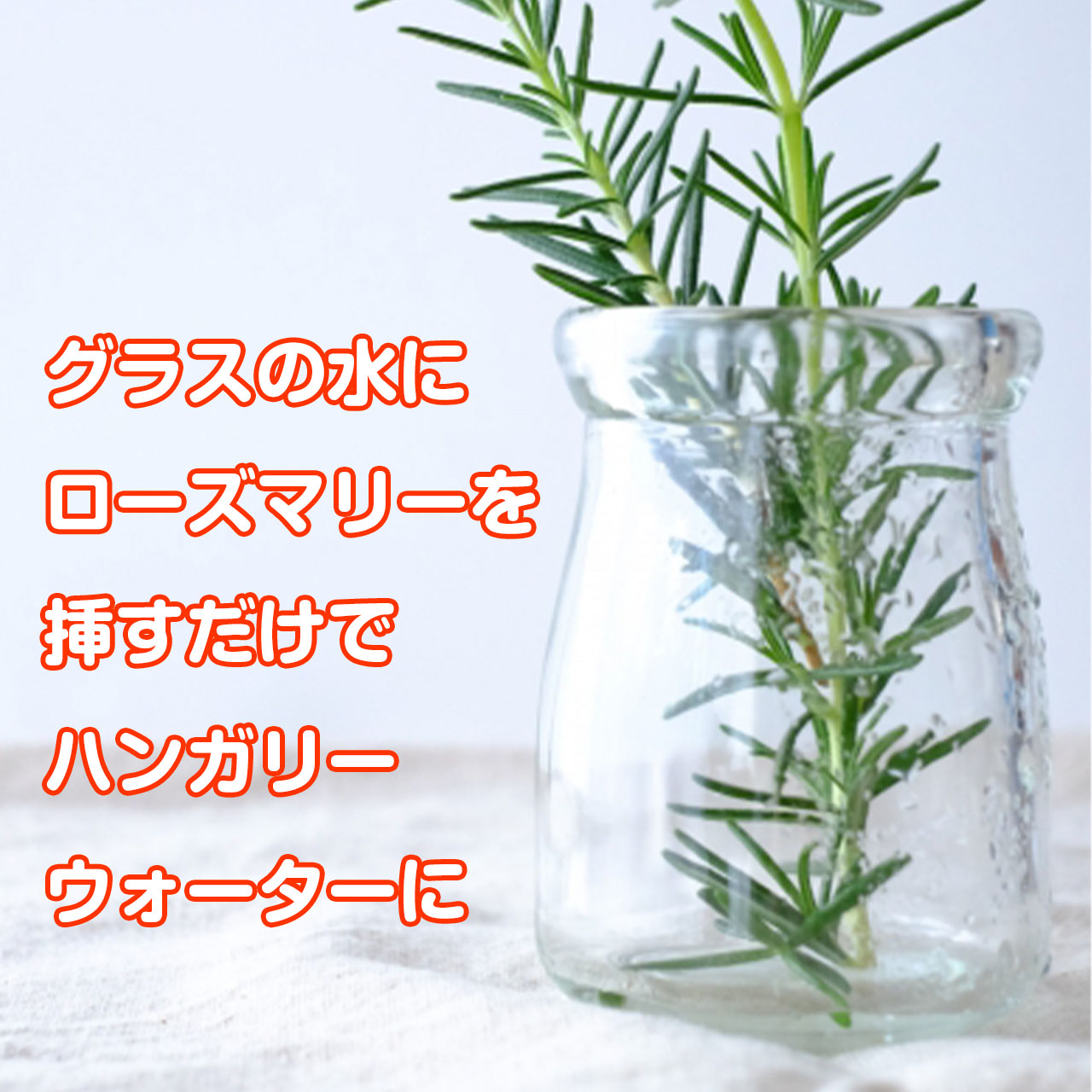 楽天市場 本日p5倍 ローズマリー 鉢植え 苗 精油 フェルトプランター入り 立性 送料無料 ハーブ 苗 効能 アンチエイジング アロマオイル ミント タイム レシピ 育て方 使い方 立性 這性 季節 ガーデン 寄せ植え 花 ギフト 玄関 誕生日 プレゼント ローズ ルーツ