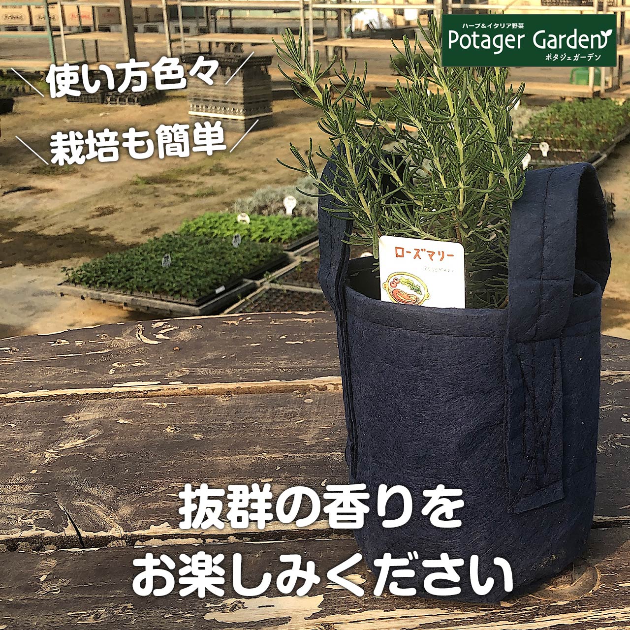 楽天市場 本日p5倍 ローズマリー 鉢植え 苗 精油 フェルトプランター入り 立性 送料無料 ハーブ 苗 効能 アンチエイジング アロマオイル ミント タイム レシピ 育て方 使い方 立性 這性 季節 ガーデン 寄せ植え 花 ギフト 玄関 誕生日 プレゼント ローズ ルーツ