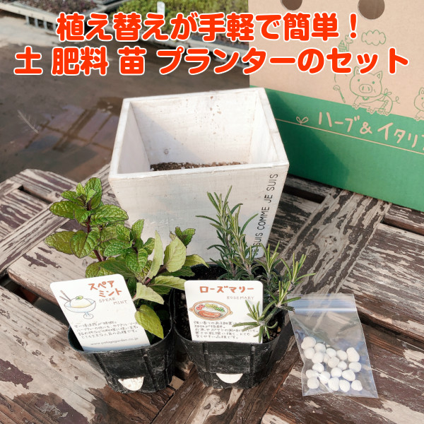 楽天市場 本日p2倍 ハーブ 栽培キット 苗 セット 木製プランター かわいい 寄せ植え ハーブティー ハーブガーデン 観葉植物 送料無料 バジル ローズマリー ミント 花苗 苗木 家庭菜園 キット 巣ごもり 鉢植え 土 Herb ナチュラルウッドプランタースクエアs 白 苗2個