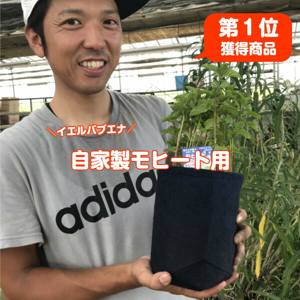 楽天市場 ハーブ 苗 クールミント ハーブティ ハッカ油 虫除け グリーン 鉢植え 栽培方法 育て方 使い方 選び方 種類 花苗 簡単 プランター セット 栽培キット ミントグリーン ドライハーブ ラベンダー バジル ローズマリー 寄せ植え 野菜 種 春 夏 秋 冬 ハーブ苗の