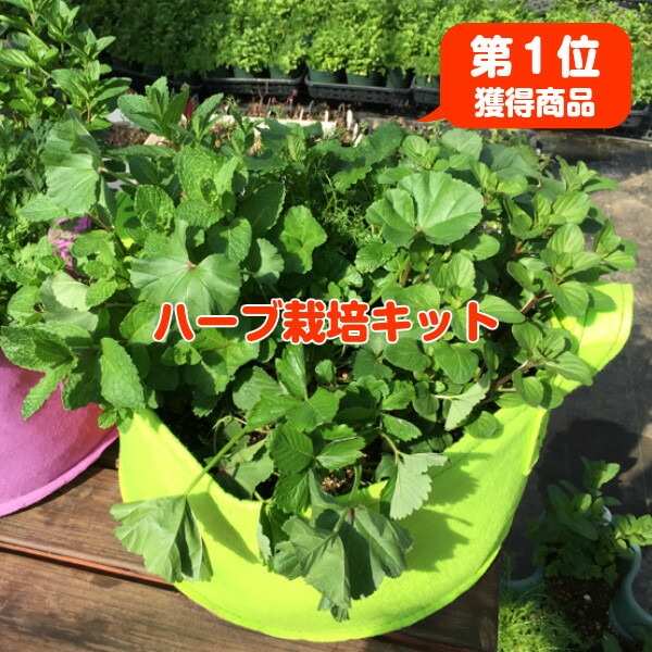 楽天市場 初回購入1 000円off ハーブ 栽培キット 苗 セット 緑 フェルトプランター かわいい 寄せ植え ハーブティ ハーブガーデン 観葉植物 ミント タイム セージ 花苗 苗木 家庭菜園 キット 巣ごもり 鉢植え 土 Herb 送料無料 緑 苗6個 ハーブ苗のポタジェガーデン