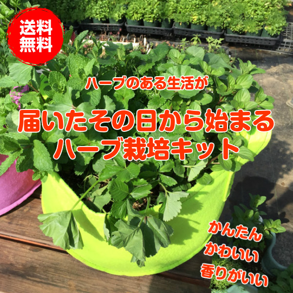 楽天市場 初回購入1 000円off ハーブ 栽培キット 苗 セット 緑 フェルトプランター かわいい 寄せ植え ハーブティ ハーブガーデン 観葉植物 ミント タイム セージ 花苗 苗木 家庭菜園 キット 巣ごもり 鉢植え 土 Herb 送料無料 緑 苗6個 ハーブ苗のポタジェガーデン