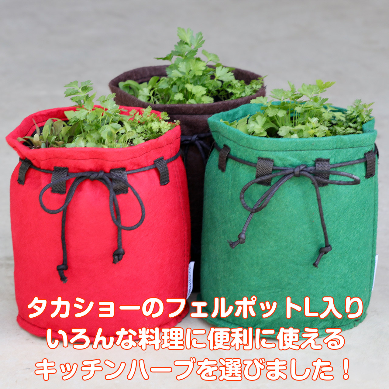 本日p2倍 ハーブ キッチンハーブ 苗5個 タカショー L プランター 寄せ植え フェルポット セット ハーブガーデン 苗 かわいい ハーブティー