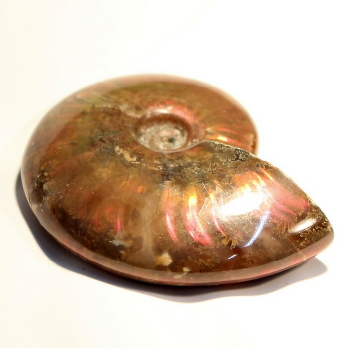 ハシモト　アンモナイト化石 楽天市場】アンモナイト 化石｜Ammonite アンモライト菊石 fossil