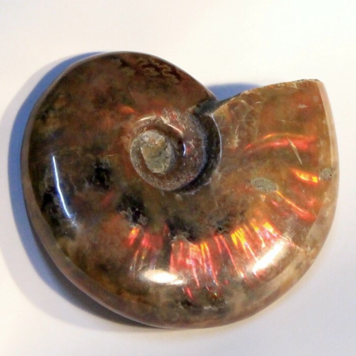 アンモナイト 岩化 Ammonite レインボー アンモン貝殻 菊石 アンモライト Fossil アンモナイト 原石 飾りもの 生きた化石 Fossil 石 原鉱 Stone 昔年珍獣 ひな形 メンズ Men S レディース Ladies 定限 野性石 アンモナイト Dhomo It