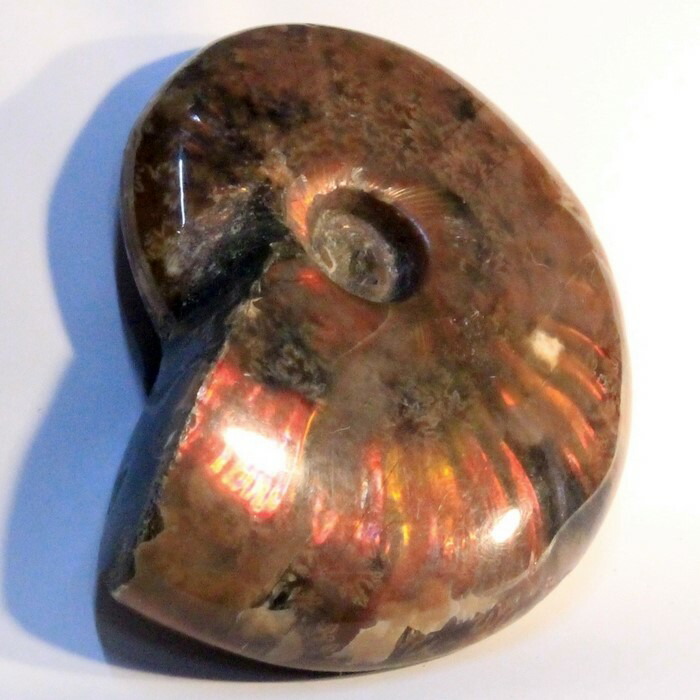 楽天市場】アンモナイト 化石｜Ammonite アンモライト