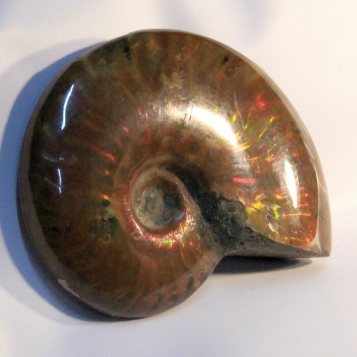 ハシモト　アンモナイト化石 ハシモトⅢ アンモナイト化石 約35cm ハシモト様専用Ⅲ アンモナイト