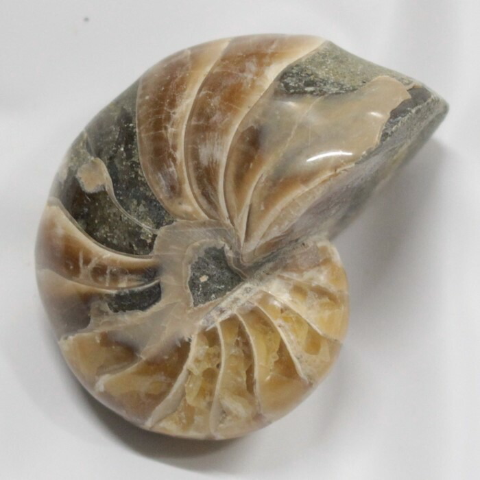 <br>オウムガイ 化石 オウムガイ オウム貝 アンモナイト 原石 生きた化石 fossil 原石 置物 石 鉱石 Stone 古生物 標本 オウムガイ化石 海外直輸入価格 LuLu House（ルルハウス るるはうす） オウムガイ