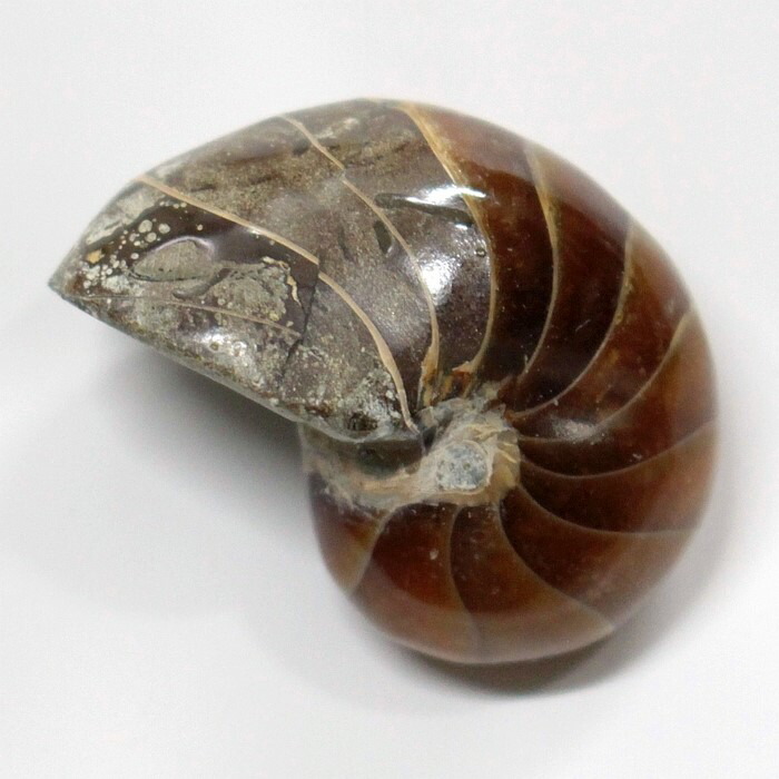 楽天市場】【生きた化石】オウムガイ 化石 オウムガイ オウム貝