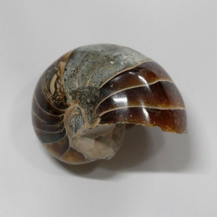 貝　オウム貝　3つ 貝 オウム貝 3つ