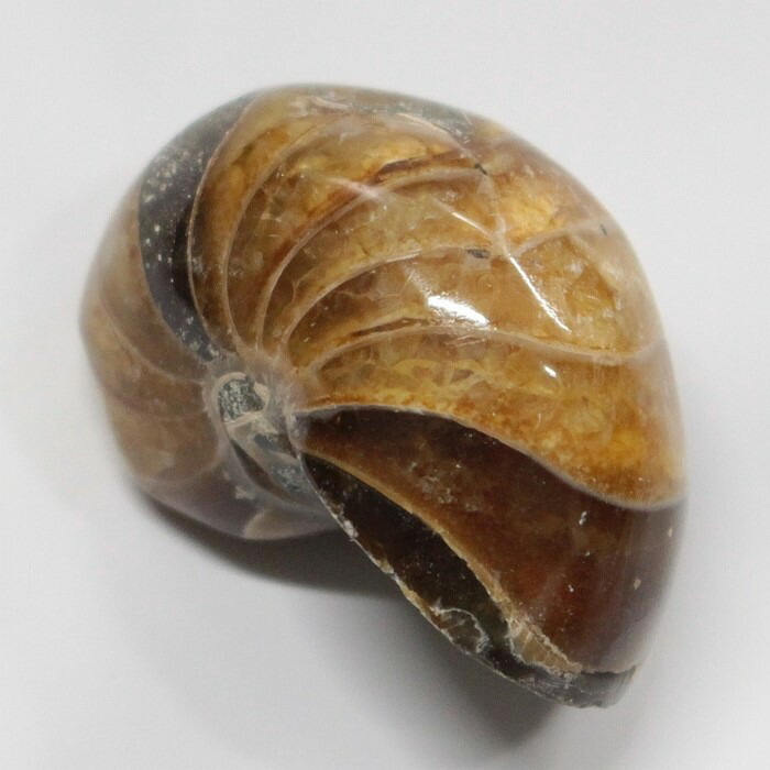 楽天市場】【マダガスカル産一点物】アンモナイト 化石 虹