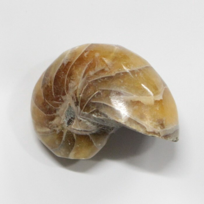 激レア！オオベソオウムガイ オウムガイ オウム貝 オーム貝 貝殻 楽天市場】【送料無料】【オウムガイ類/現生貝殻】オオベソオウムガイ