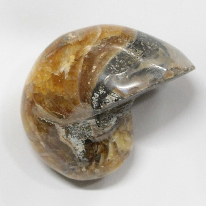 楽天市場】【送料無料】【オウムガイ類/現生貝殻】オオベソオウムガイ