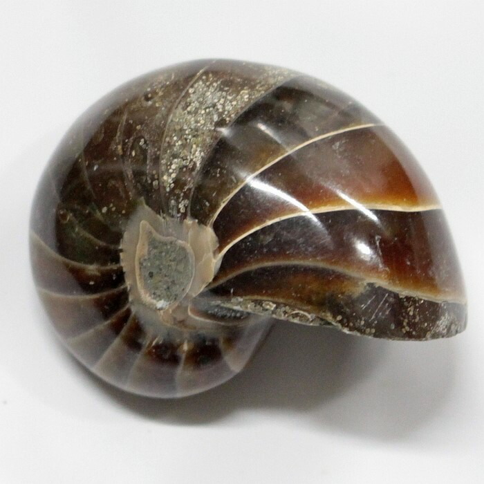 楽天市場】オウムガイ 化石 アンモナイト オウムガイ オウム貝 原石 石