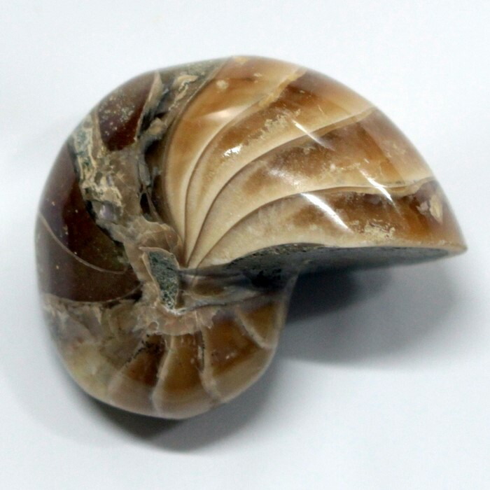 楽天市場】オウムガイ 化石 オウムガイ オウム貝 アンモナイト 原石