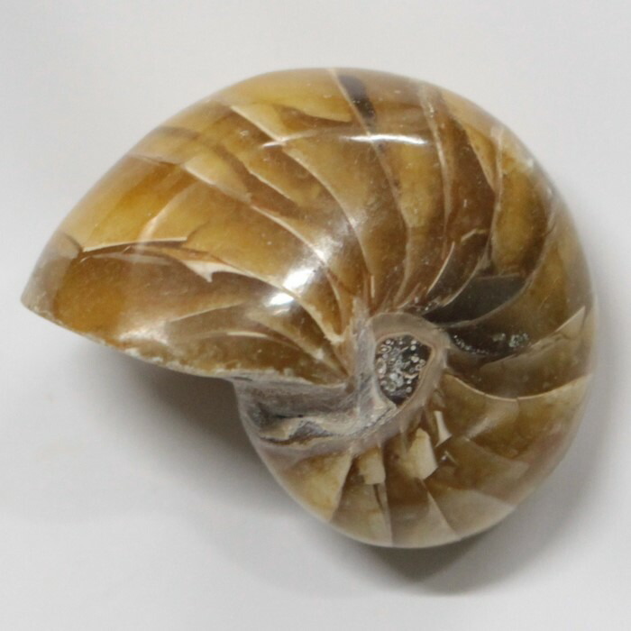 楽天市場】オウムガイ 化石 アンモナイト オウムガイ オウム貝 原石