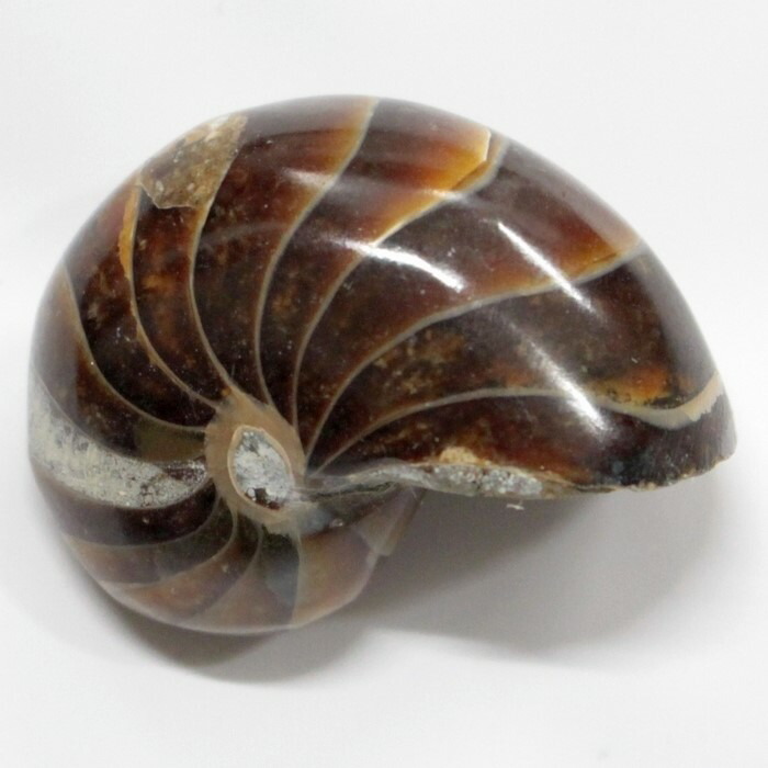 天然アンモナイト化石 重量2.8kg 古生物標本 化石標本 古代海洋生物 鑑賞石 天然アンモナイト化石 重量2.8kg 古生物標本 化石標本 古代海洋
