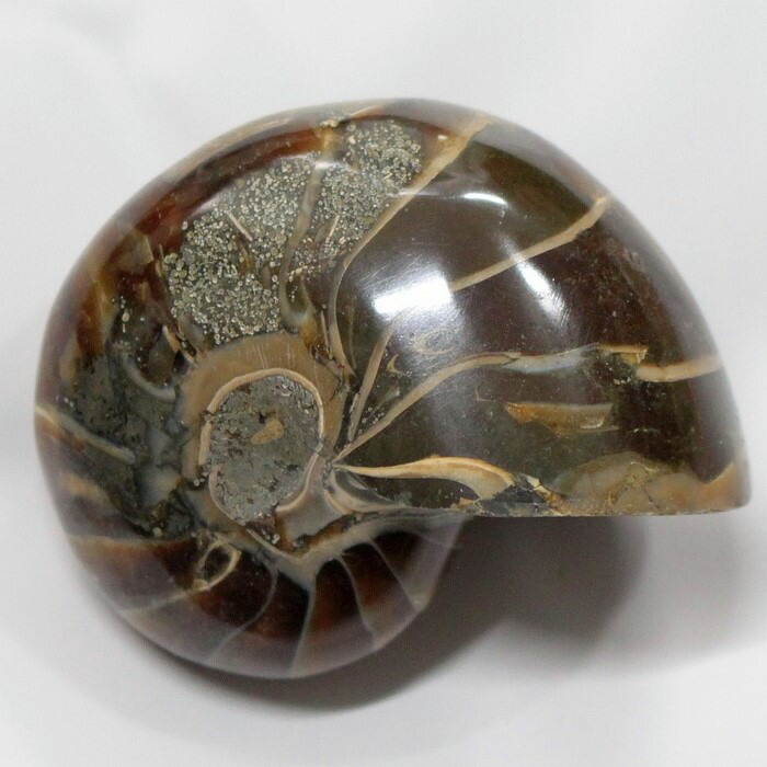 楽天市場】【生きた化石】オウムガイ 化石 オウムガイ オウム貝
