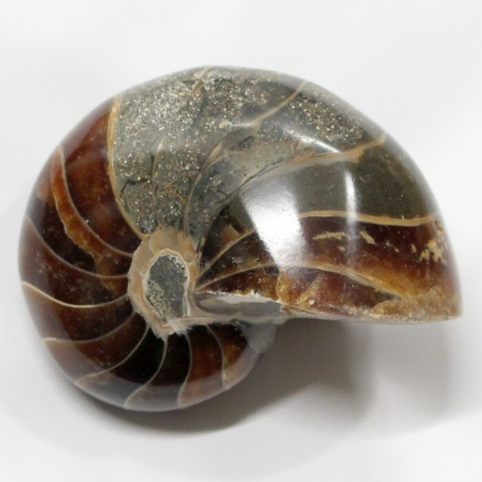 <br>オウムガイ 化石 アンモナイト オウムガイ オウム貝 原石 石 鉱石 Stone 古生物 標本 生きた化石 fossil 原石 置物 オウムガイ化石 パワーストーン 化石 人気 おすすめ 天然石 海外直輸入価格 オウムガイ
