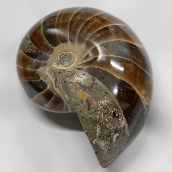 <br>オウムガイ 化石 アンモナイト オウムガイ オウム貝 原石 fossil 原石 置物 石 鉱石 Stone 古生物 標本 オウムガイ化石 海外直輸入価格 LuLu House（ルルハウス るるはうす） オウムガイ