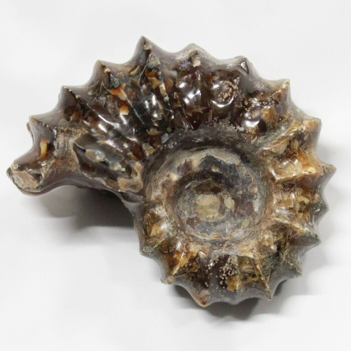 楽天市場】アンモナイト化石 【鉱物標本 数量限定】 置物(大理石台付き