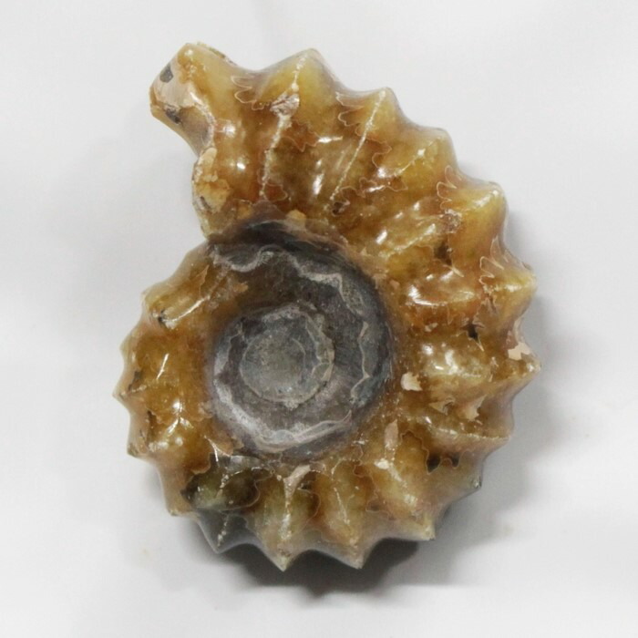 <br>【一点物 現物販売】　アンモナイト 化石 Ammonite アンモライト アンモナイト 宝石 化石発掘 原石 置物 鉱石 生きた化石 fossil 石 古生物 標本 アンモナイト化石 パワーストーン 原石 天然石 メンズ レディース 人気 アンモナイト