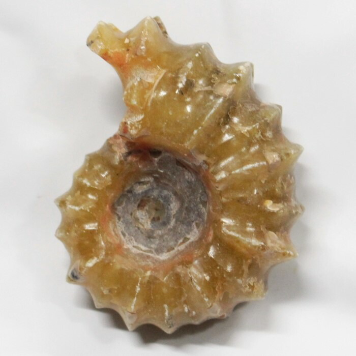 <br>【アンモナイト 化石】  Ammonite アンモライト アンモナイト 原石 古生物 置物 鉱石 宝石 化石発掘 fossil 石 Stone 標本 アンモナイト化石 メンズ レディース 限定 一点物 パワーストーン アンモナイト