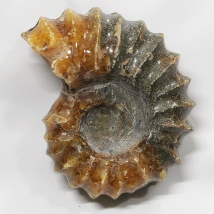 楽天市場】【アンモナイト 化石 限定一点物】 Ammonite