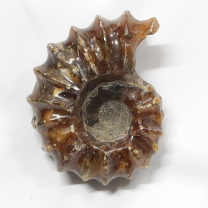 <br>アンモナイト 化石 Ammonite アンモライト アンモナイト 宝石 化石発掘 原石 置物 鉱石 古生物 標本 生きた化石 fossil 石 アンモナイト化石 パワーストーン 置物 人気 おすすめ 天然石 海外直輸入価格 アンモナイト