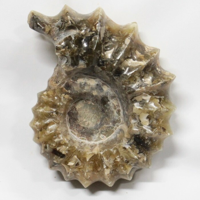 <br>【アンモナイト 化石 限定一点物】　 Ammonite アンモライト アンモナイト 原石 置物 鉱石 宝石 化石発掘 fossil 石 Stone 古生物 標本 アンモナイト化石 海外直輸入価格 LuLu House（ルルハウス るるはうす） アンモナイト