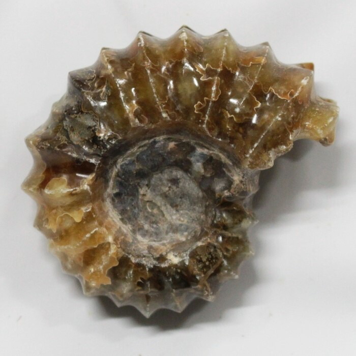 <br>【一点物 現物販売】　アンモナイト 化石 アンモナイト Ammonite アンモライト 宝石 化石発掘 原石 置物 鉱石 生きた化石 fossil 石 古生物 標本 アンモナイト化石 パワーストーン 置物 人気 おすすめ 天然石 海外直輸入価格 アンモナイト
