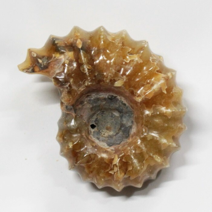 <br>【アンモナイト 化石】  Ammonite アンモライト アンモナイト 原石 古生物 置物 鉱石 宝石 化石発掘 fossil 石 Stone 標本 アンモナイト化石 天然石 原石 人気 おすすめ パワーストーン 一点物 アンモナイト
