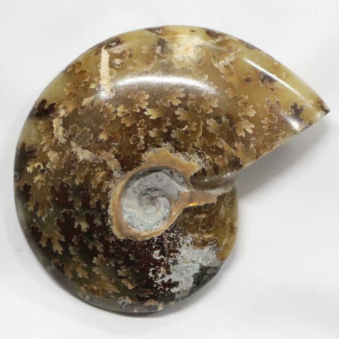 楽天市場】希少 パイライトアンモナイト ロシア サラトフ州 16.5