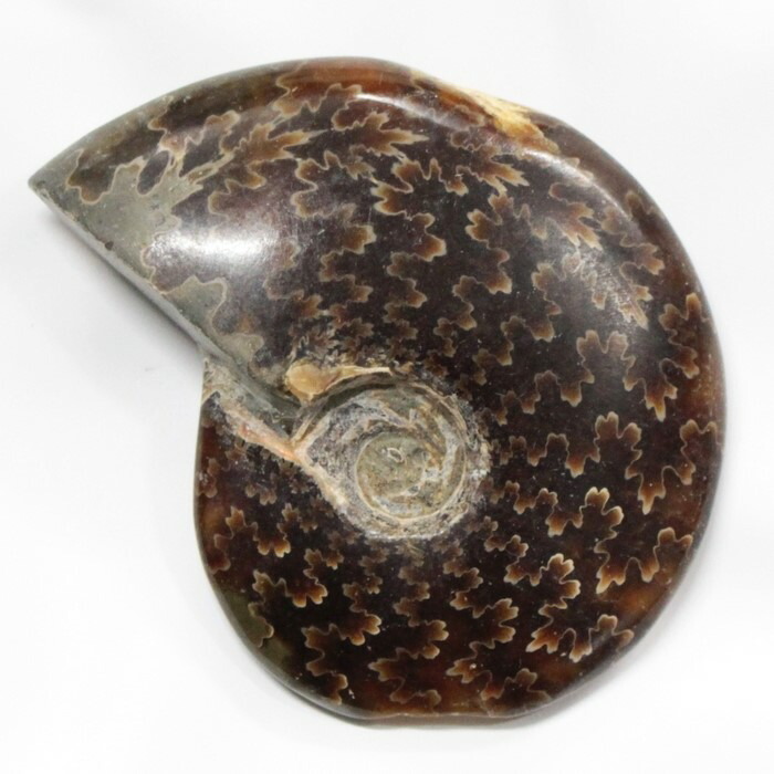 楽天市場】【一点物 現物販売】 アンモナイト 化石 アンモナイト
