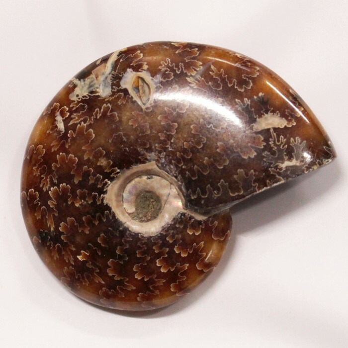 楽天市場】オウムガイ 化石｜オウムガイ オウム貝 アンモナイト【Gemstone 生きた化石 fossil 原石 置物 石 鉱石 Stone 古生物  標本】メンズ レディース 一点物 パワーストーン オウムガイ : パワーストーン 天然石 LuLu House