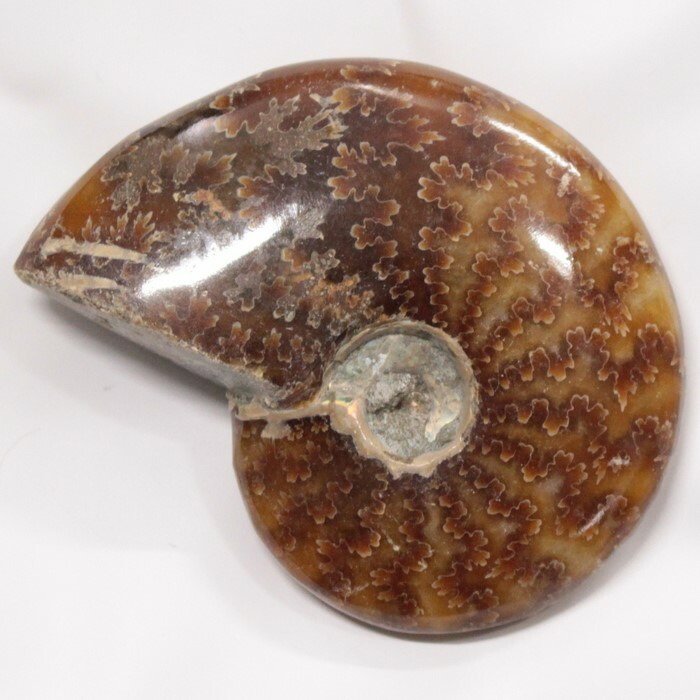 <br>【アンモナイト 化石 限定一点物】　 Ammonite アンモライト アンモナイト 原石 置物 鉱石 宝石 化石発掘 fossil 石 Stone 古生物 標本 アンモナイト化石 パワーストーン 置物 人気 おすすめ 天然石 海外直輸入価格 アンモナイト